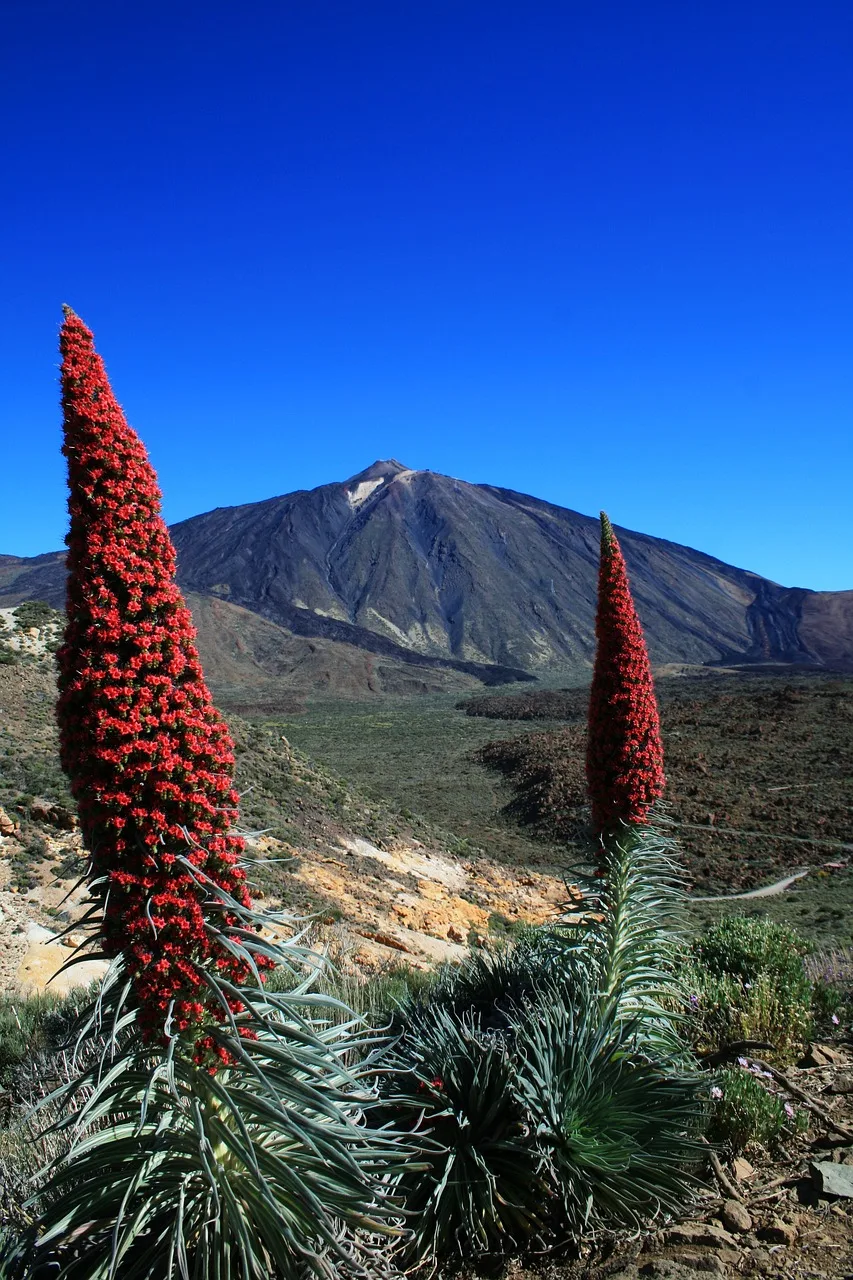tajinaste rojo, teide, tenerife