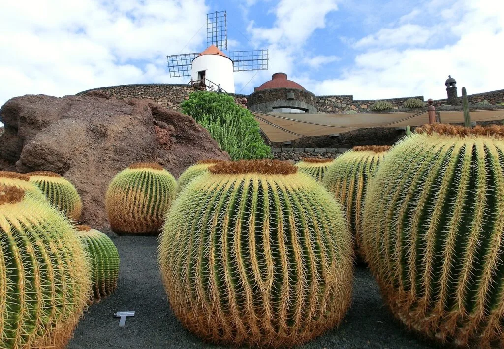 lanzarote, cacti, heaven